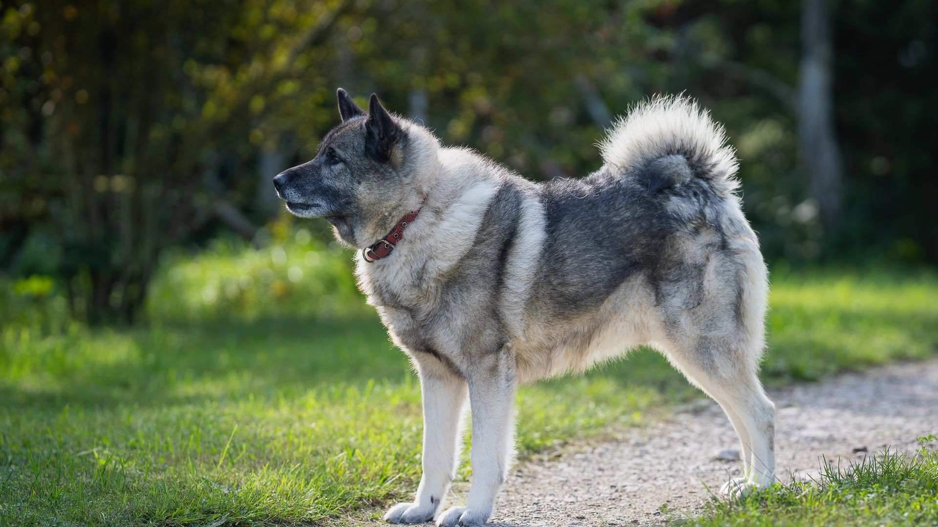 Norwegian Elkhound